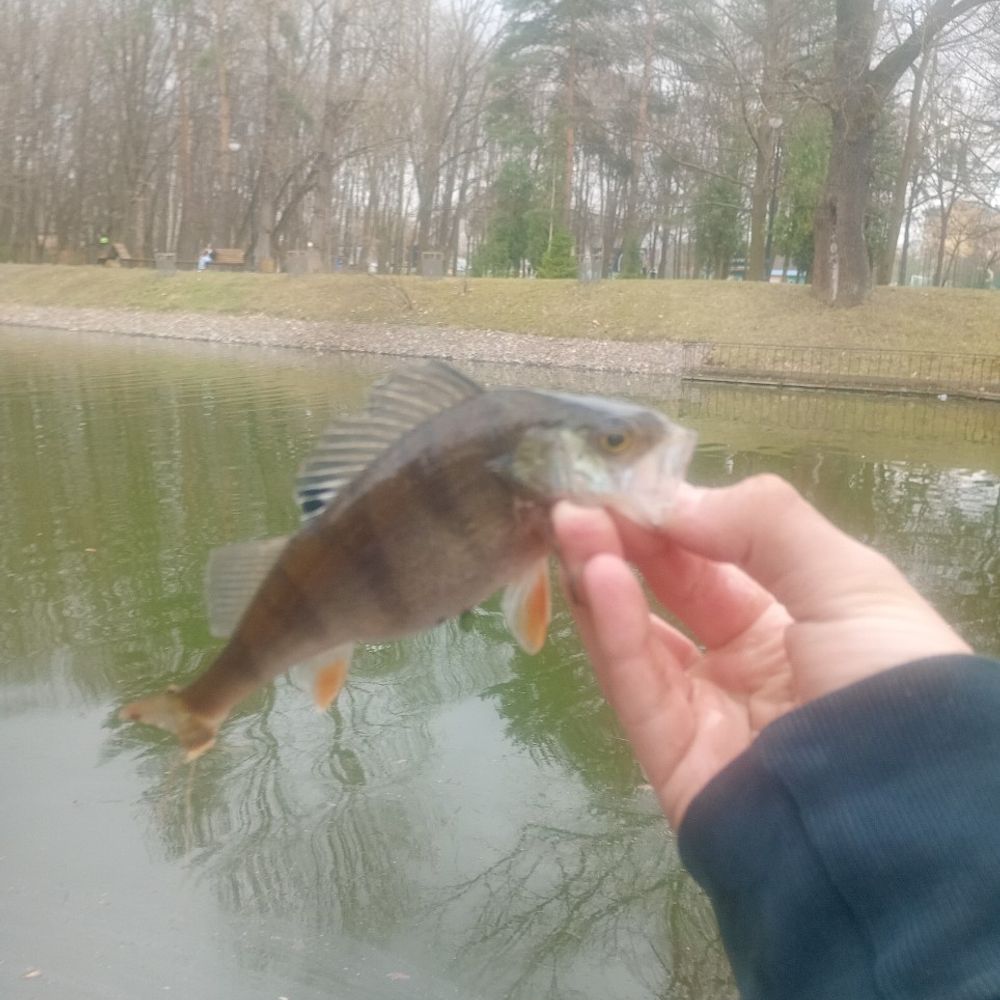 Окунь
