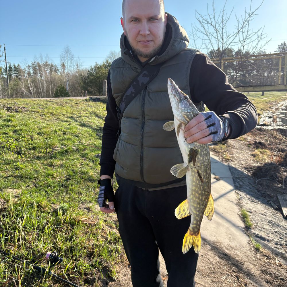 Борове