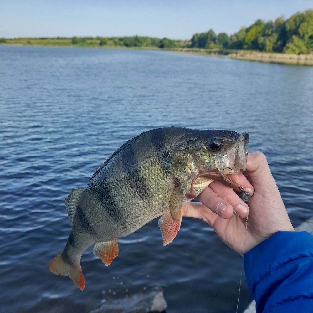 р.Хомора