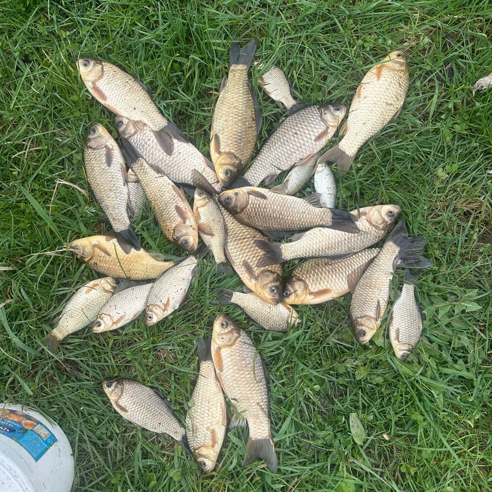 Сільський 