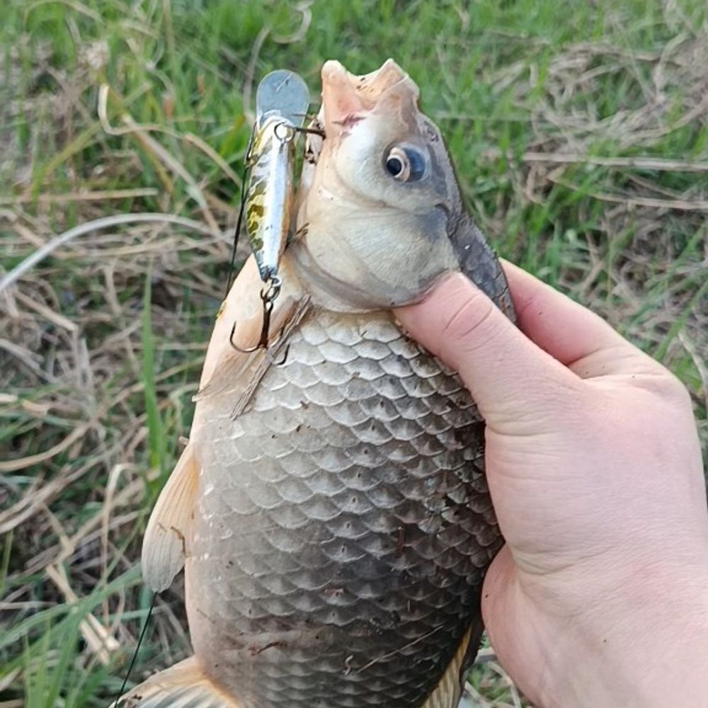Карась