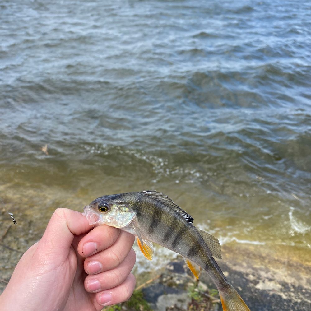 Водосховище Гамаліївка