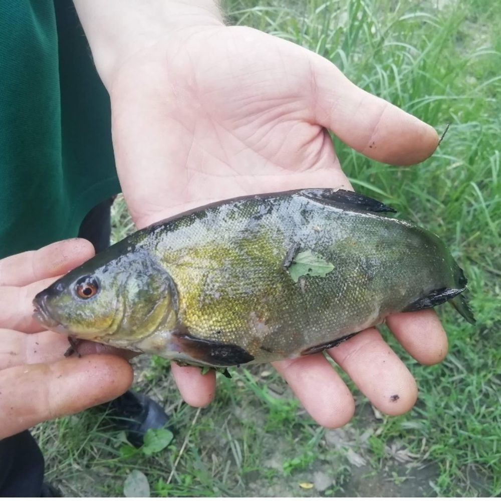 Ірпінка