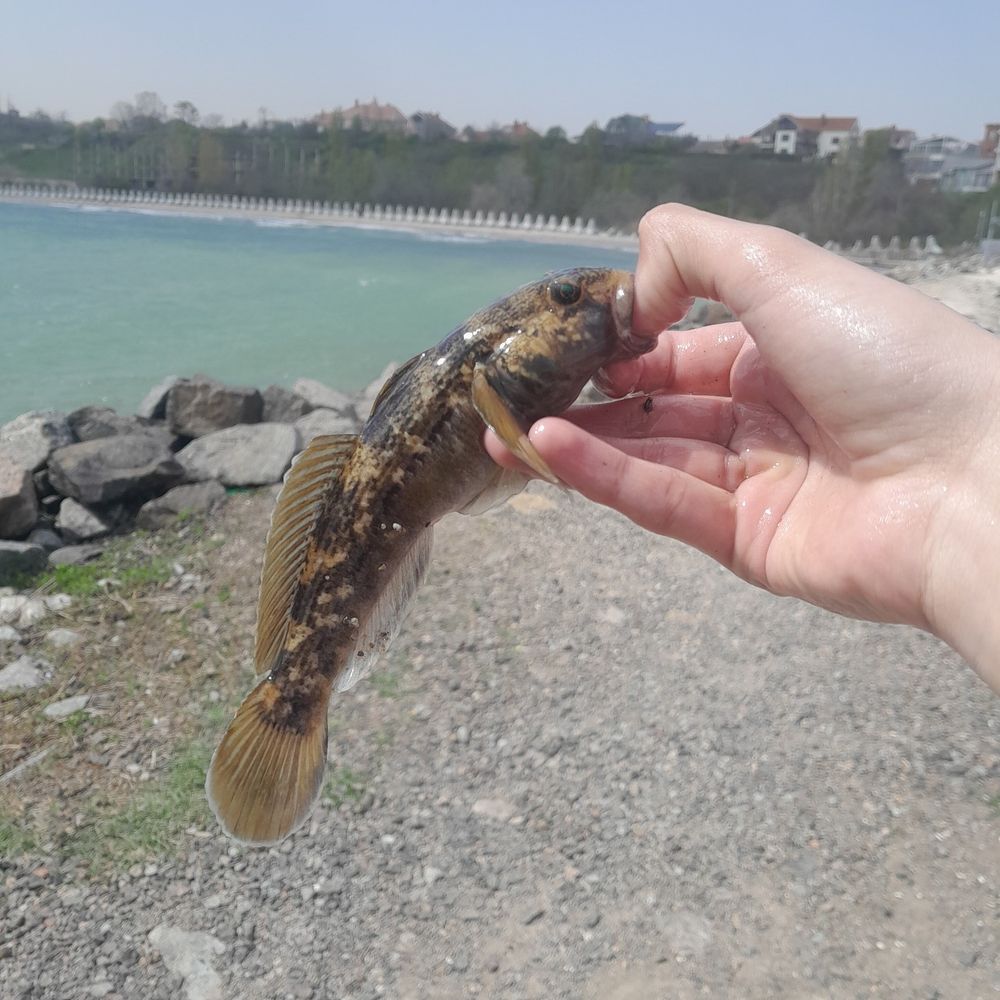 море крижанівка