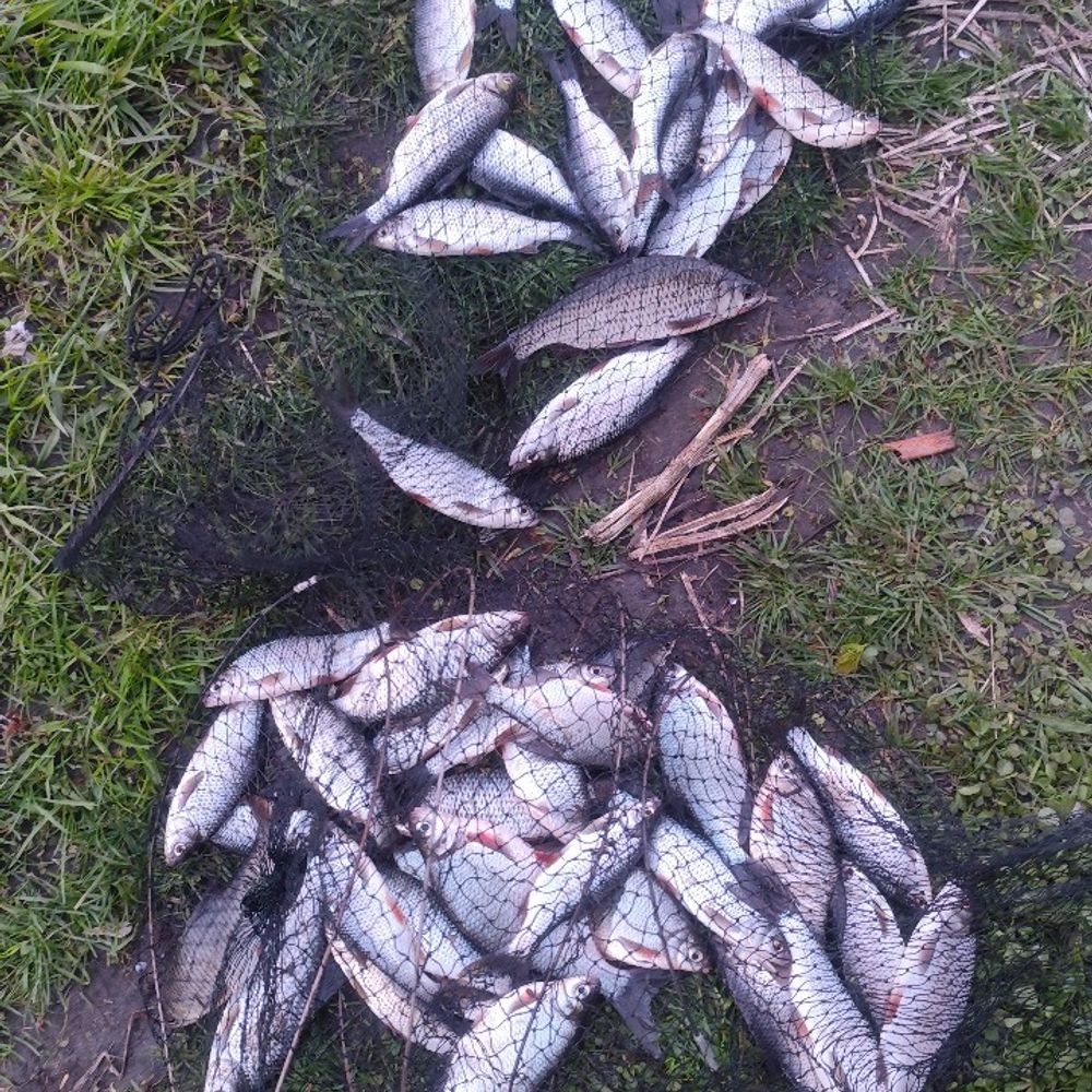 річка Сула