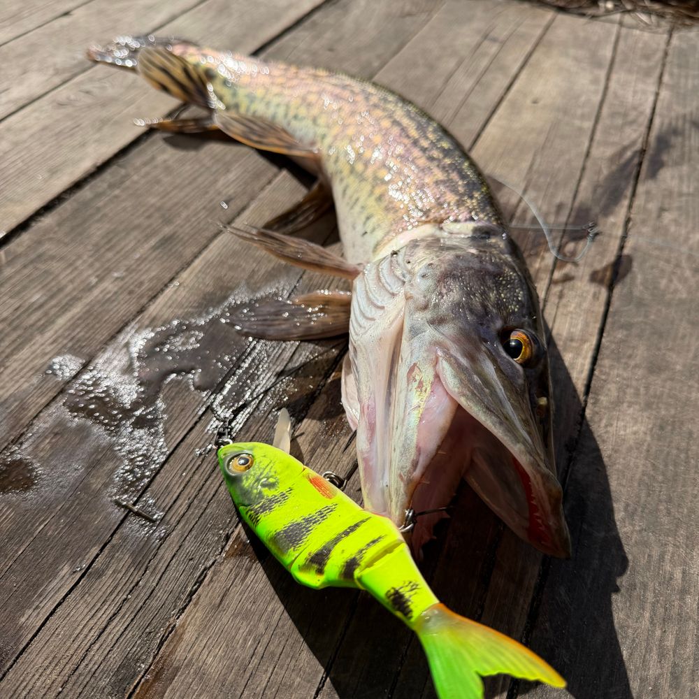 Swimbaits 