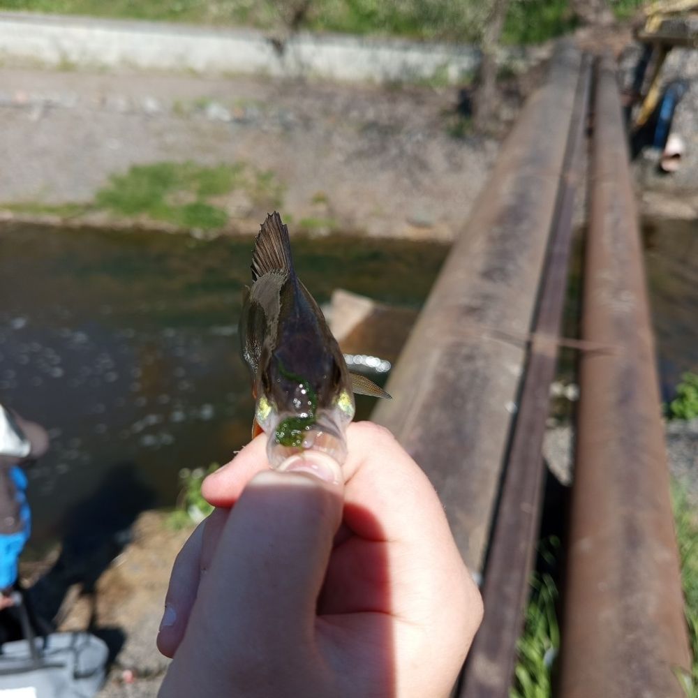петропавлівська