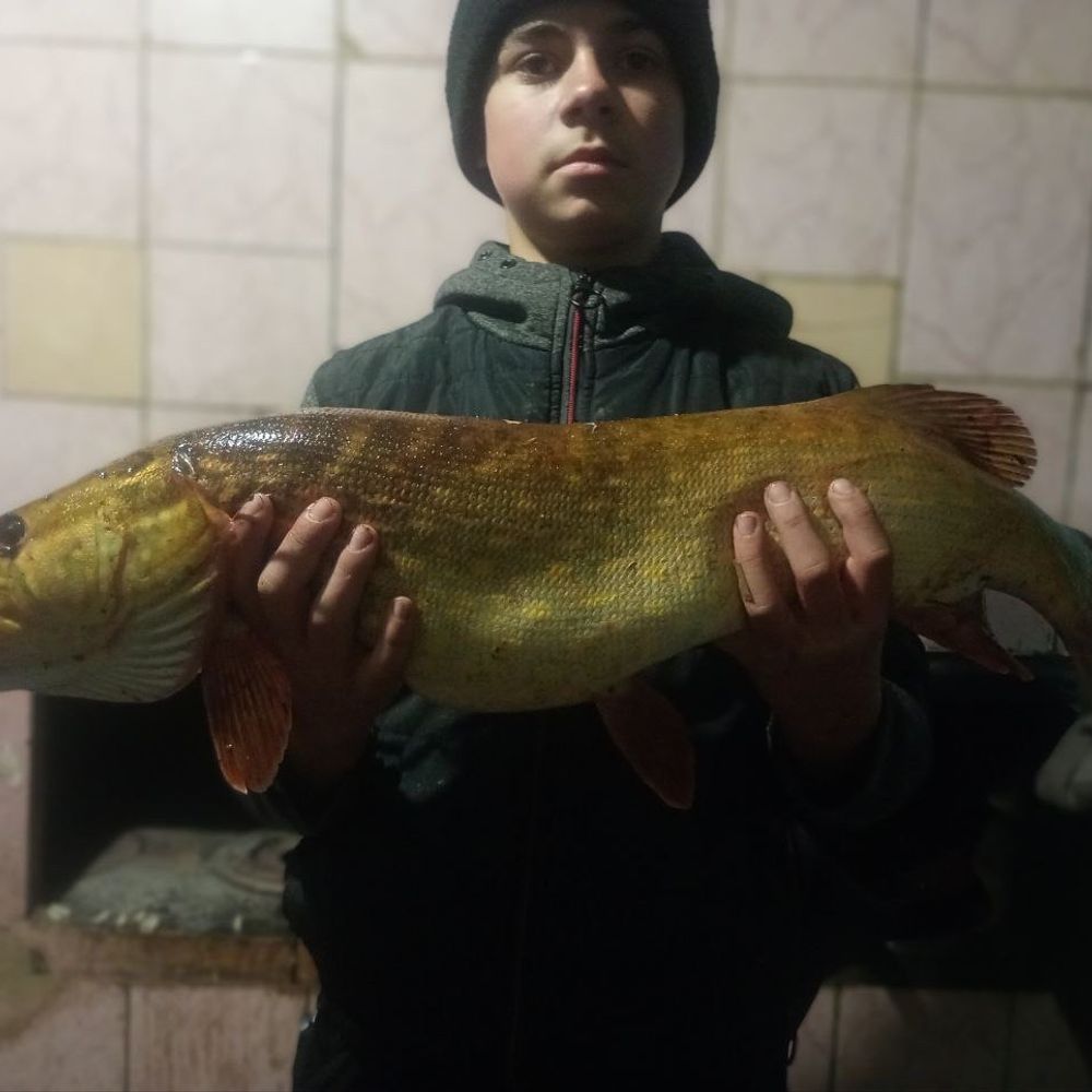 Щука