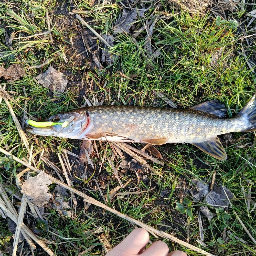 Snoek