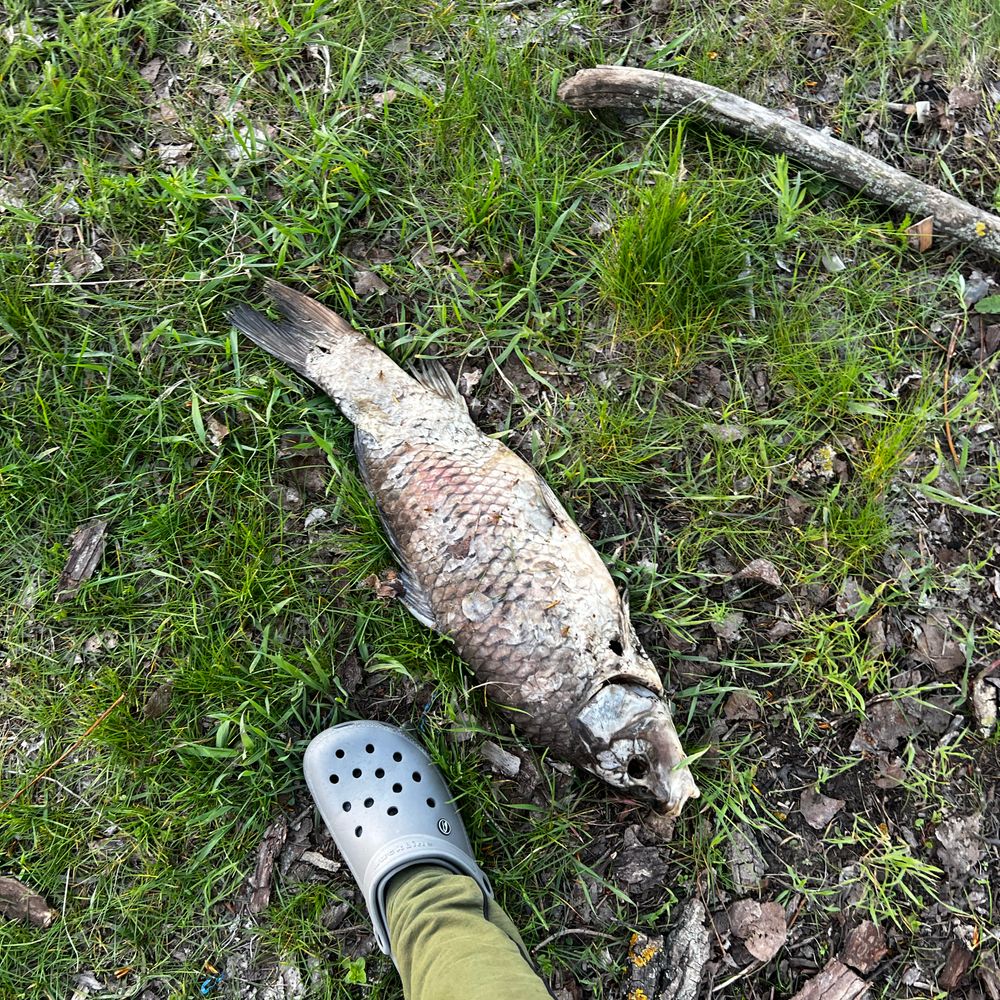 Вʼязівок