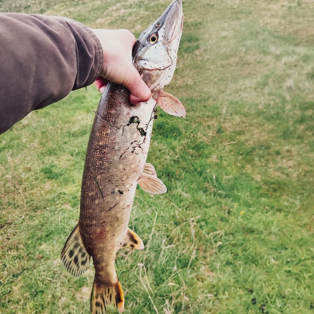 Pike