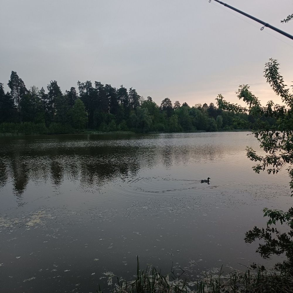 Лісове озеро