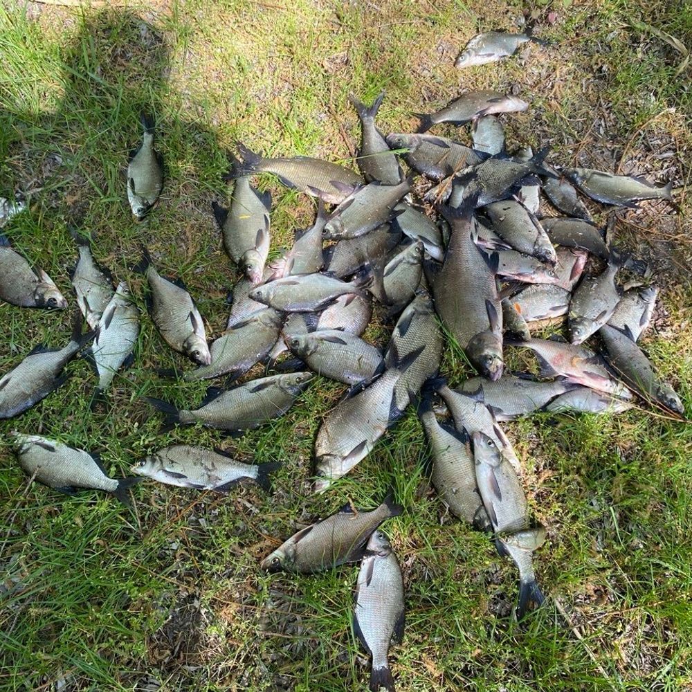 річка Роставиця