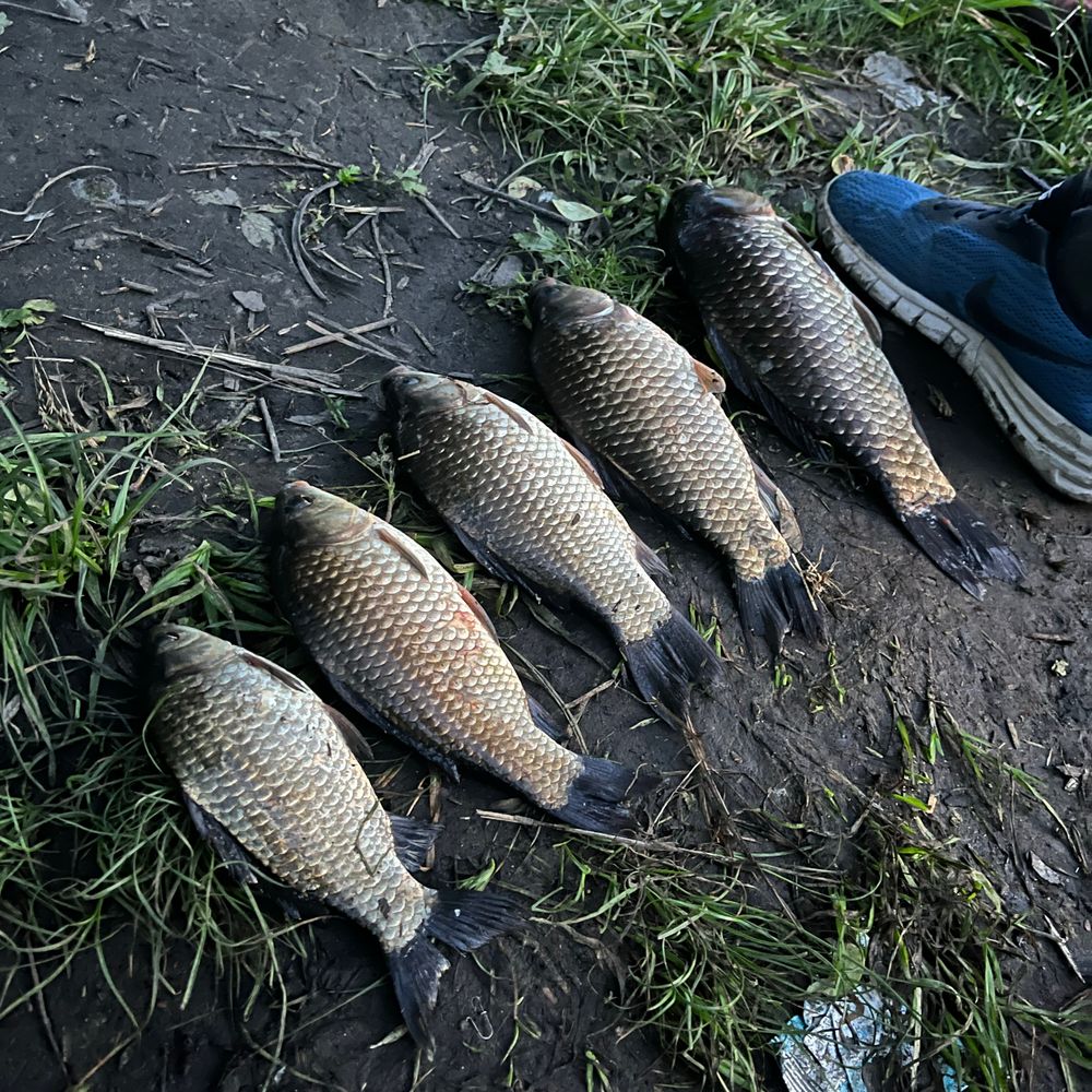 Карась