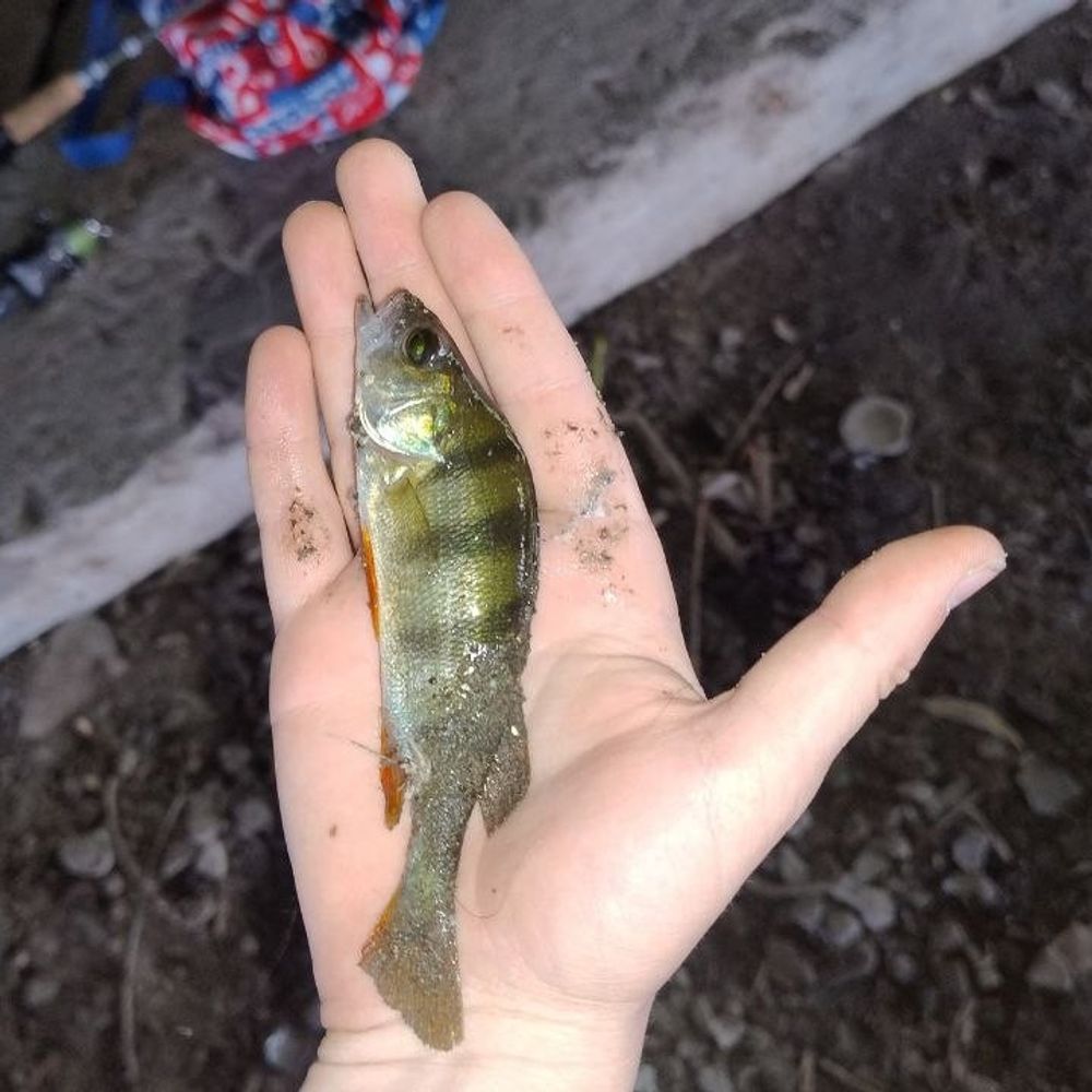 річка псел