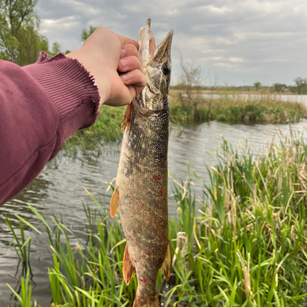Розлив 