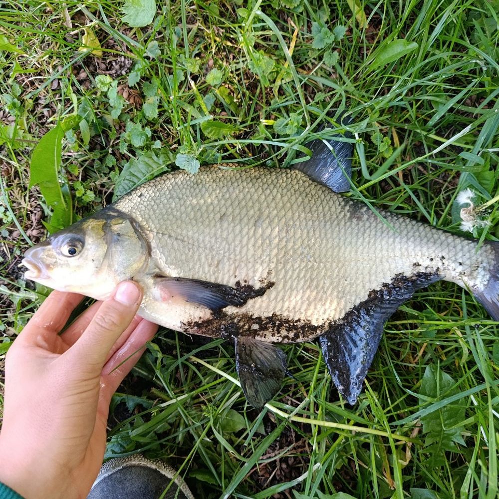 Водна арена 