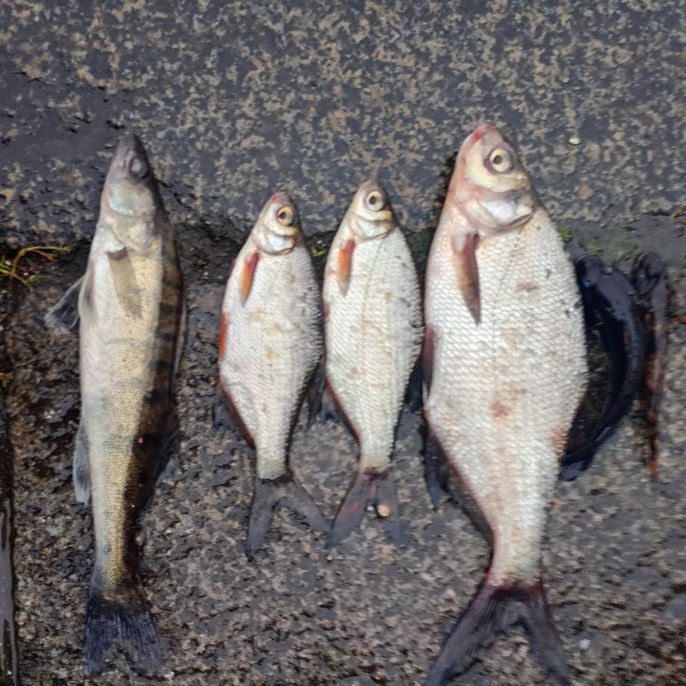 White-eye fish (bream family)