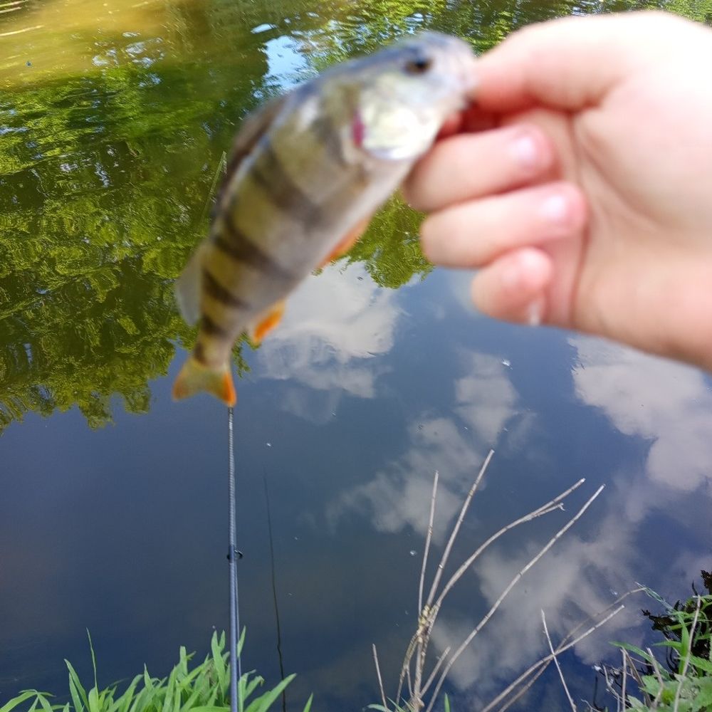 Perch