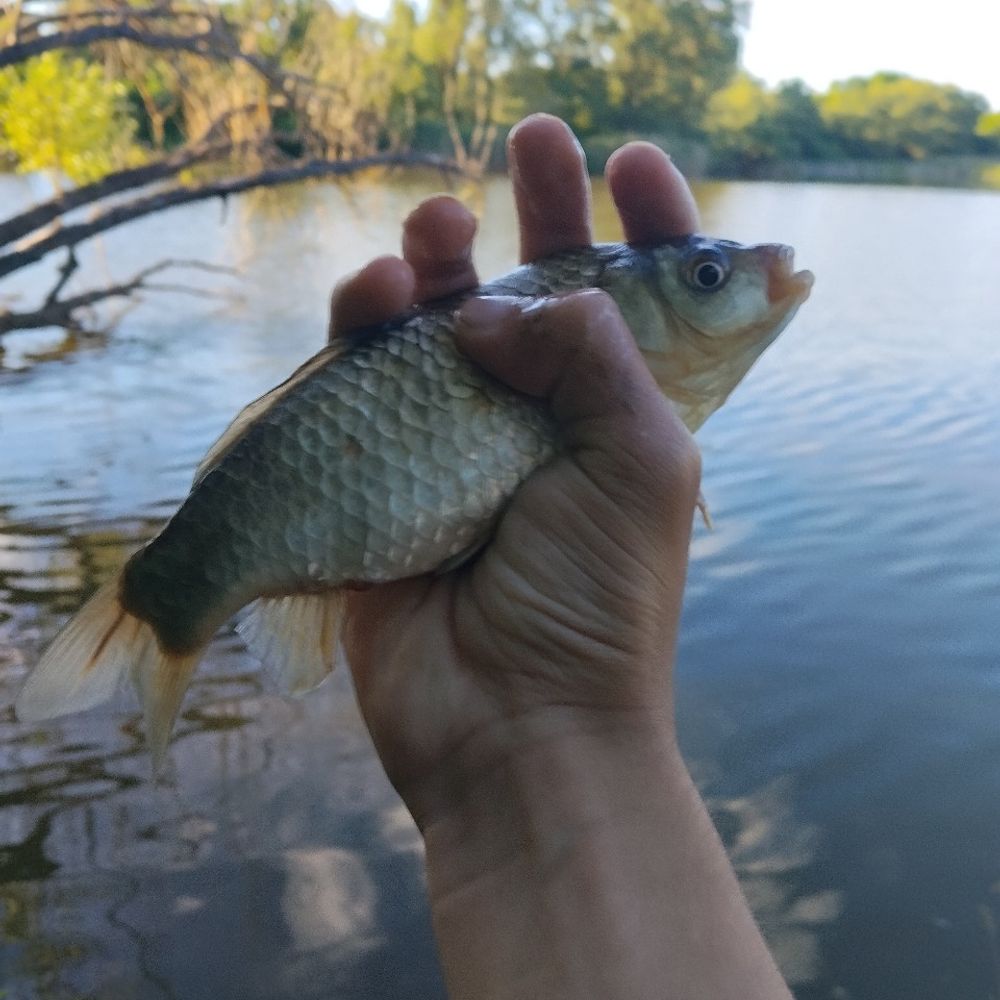 Ржево 