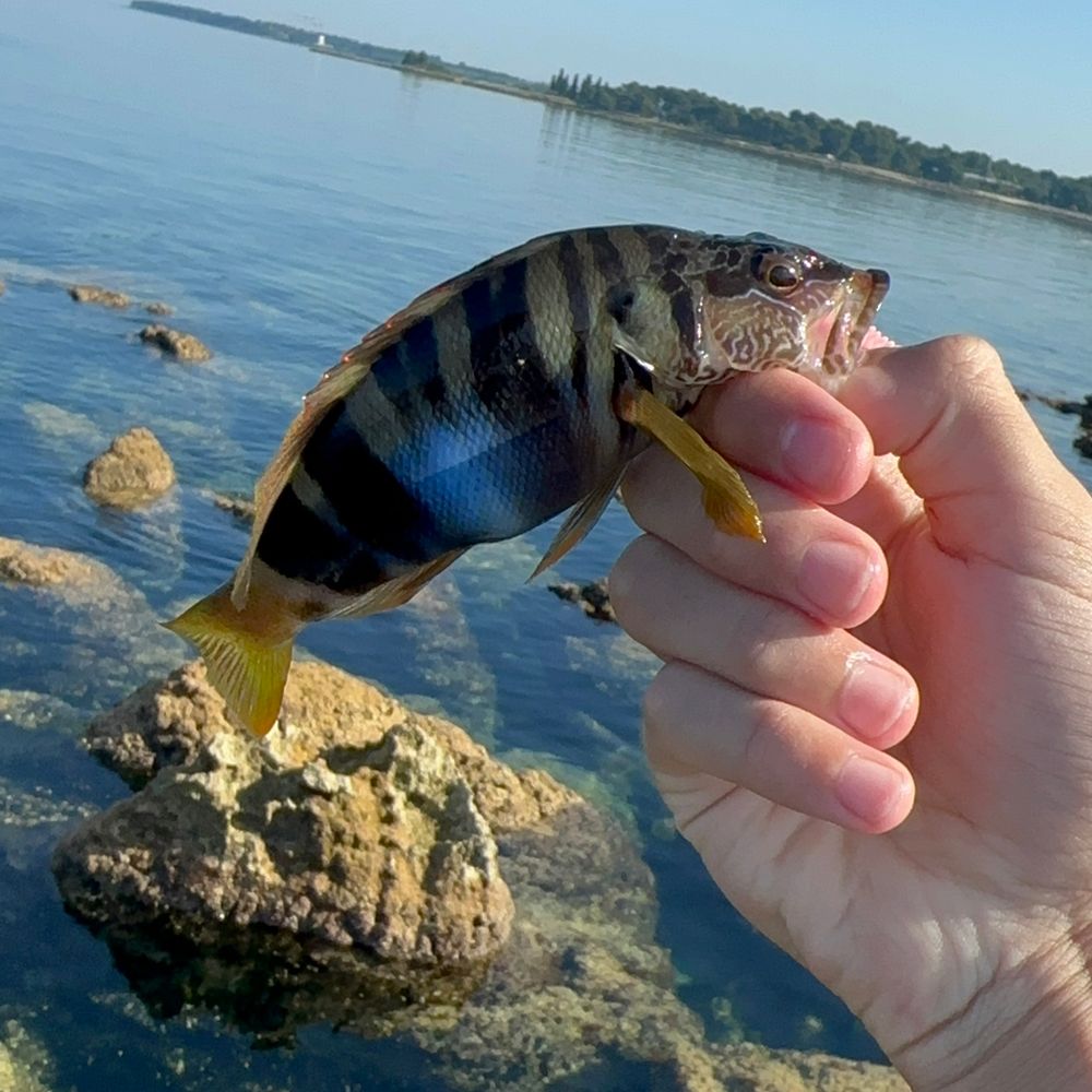 Адріатичне море