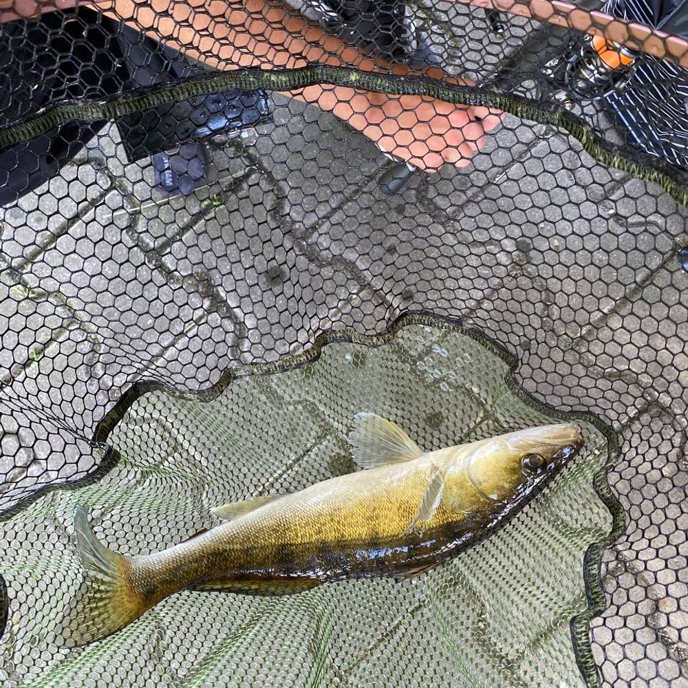 🎣