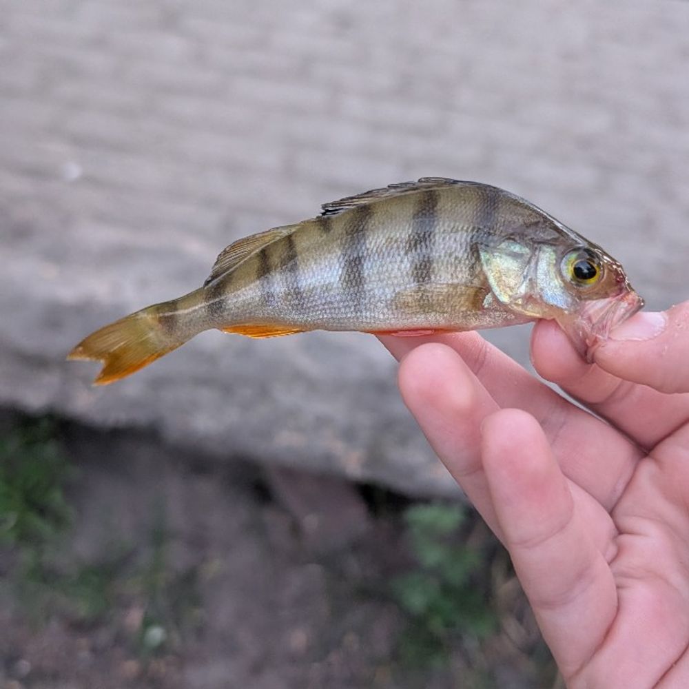 за декілька днів 