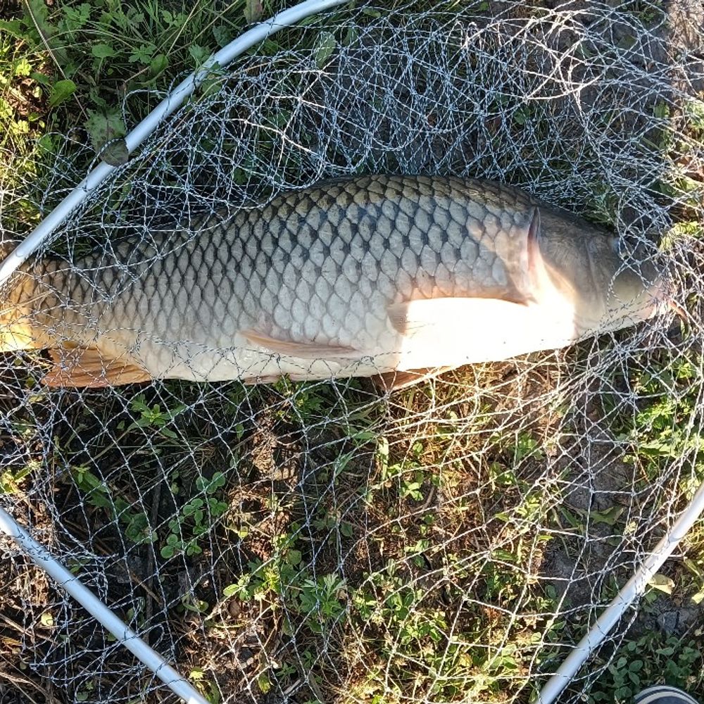 Carp