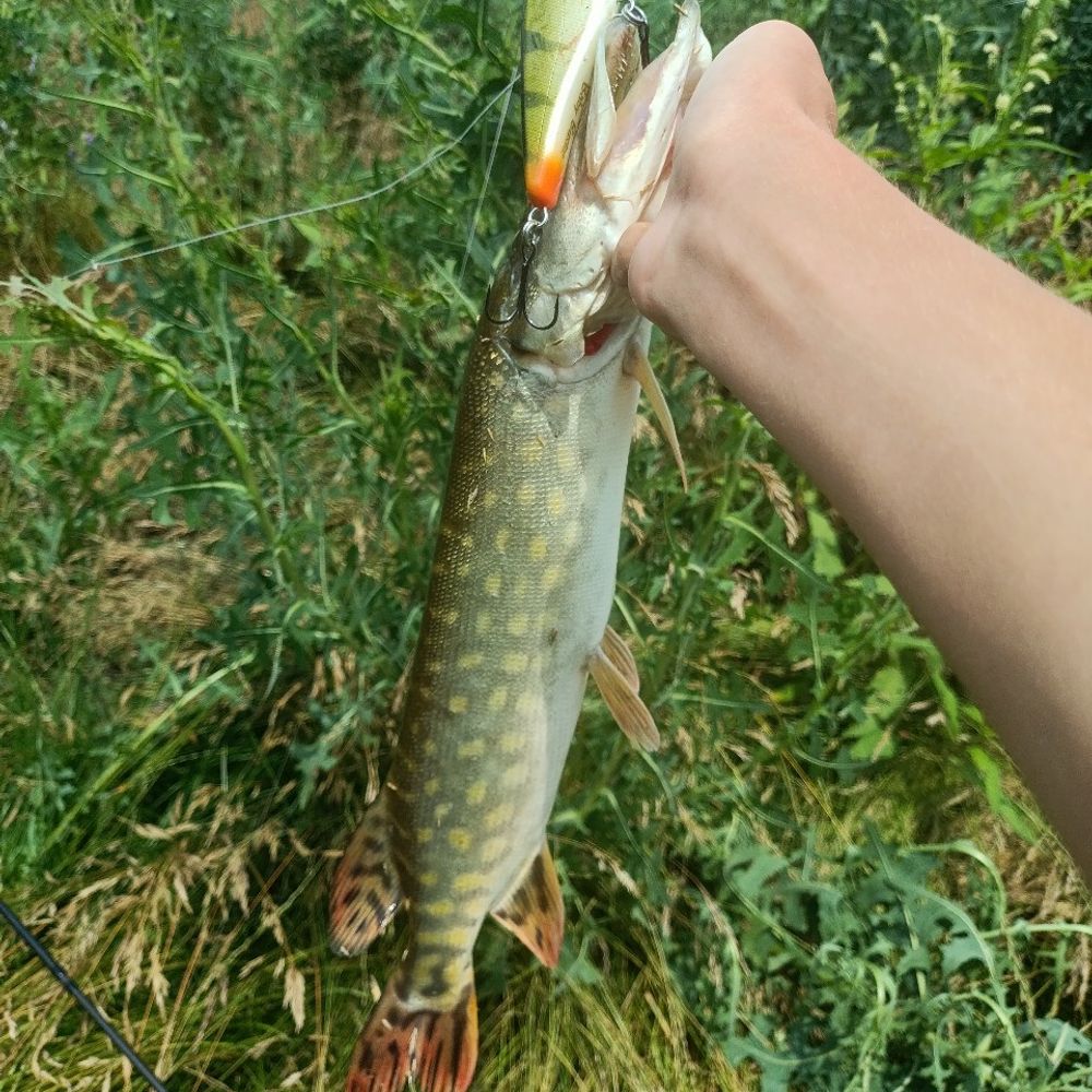 Нова Січ 