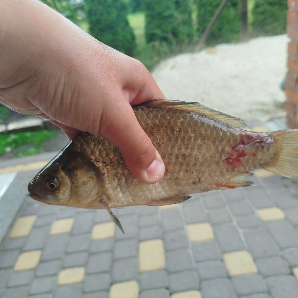 грабове 