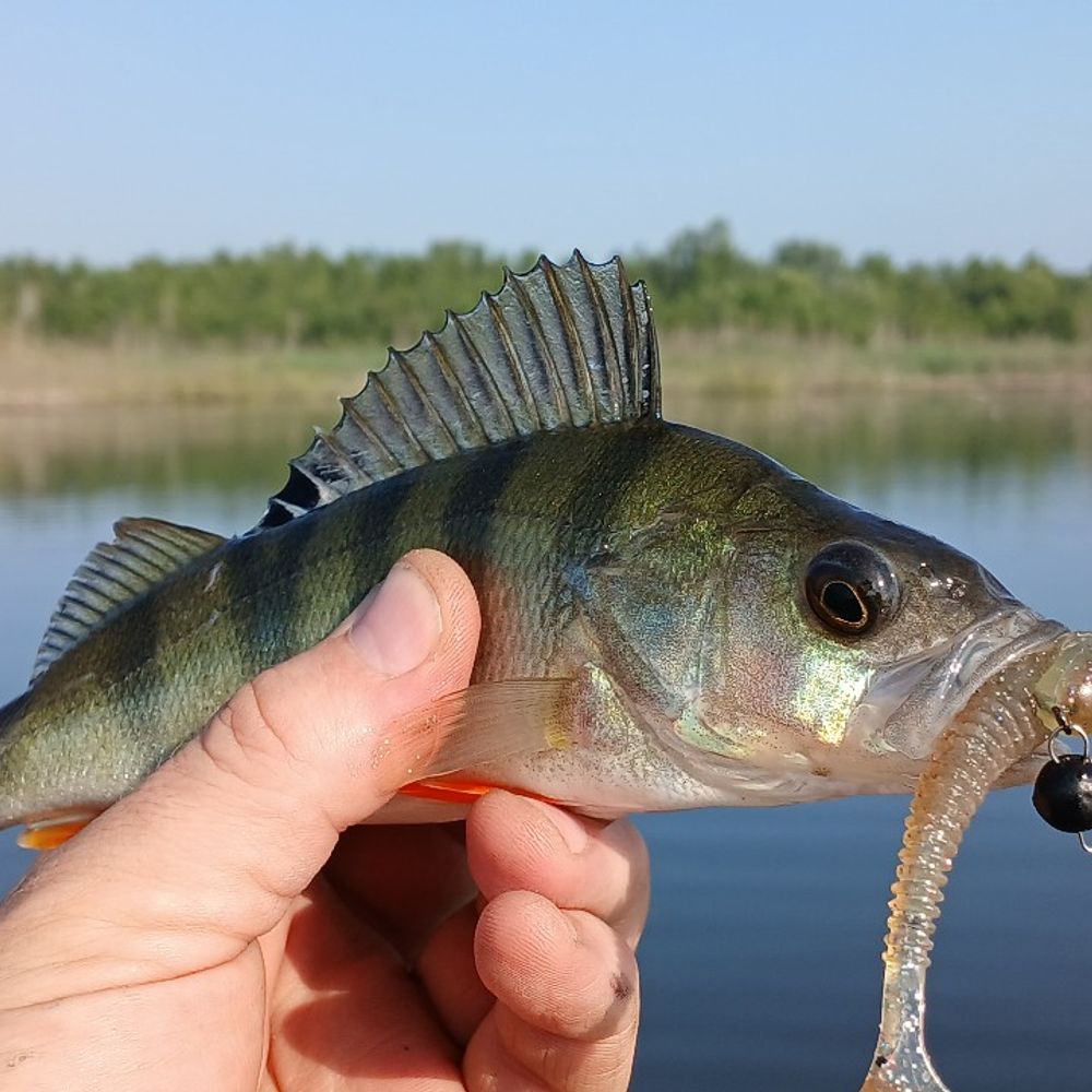 Чолгині
