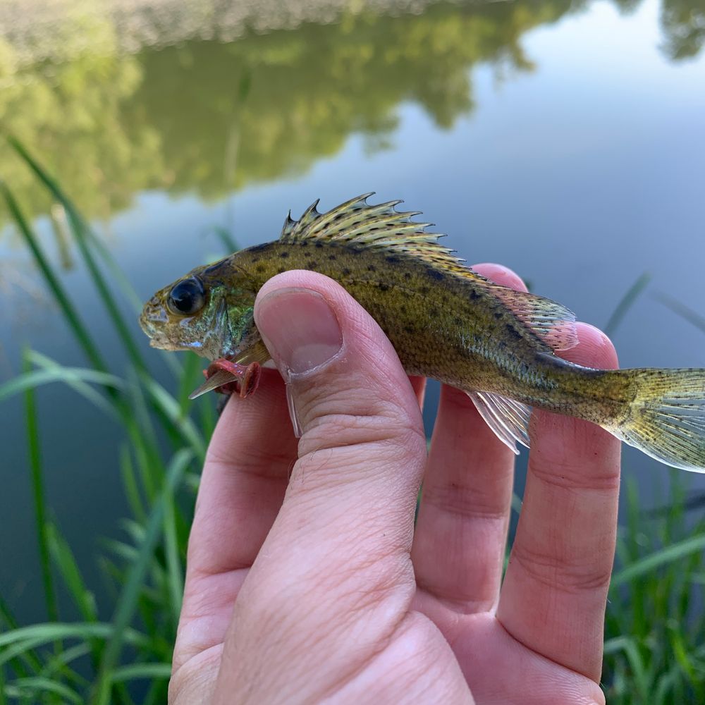 р. Тетерів