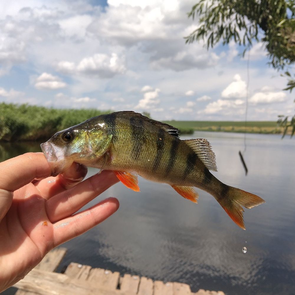 інгул