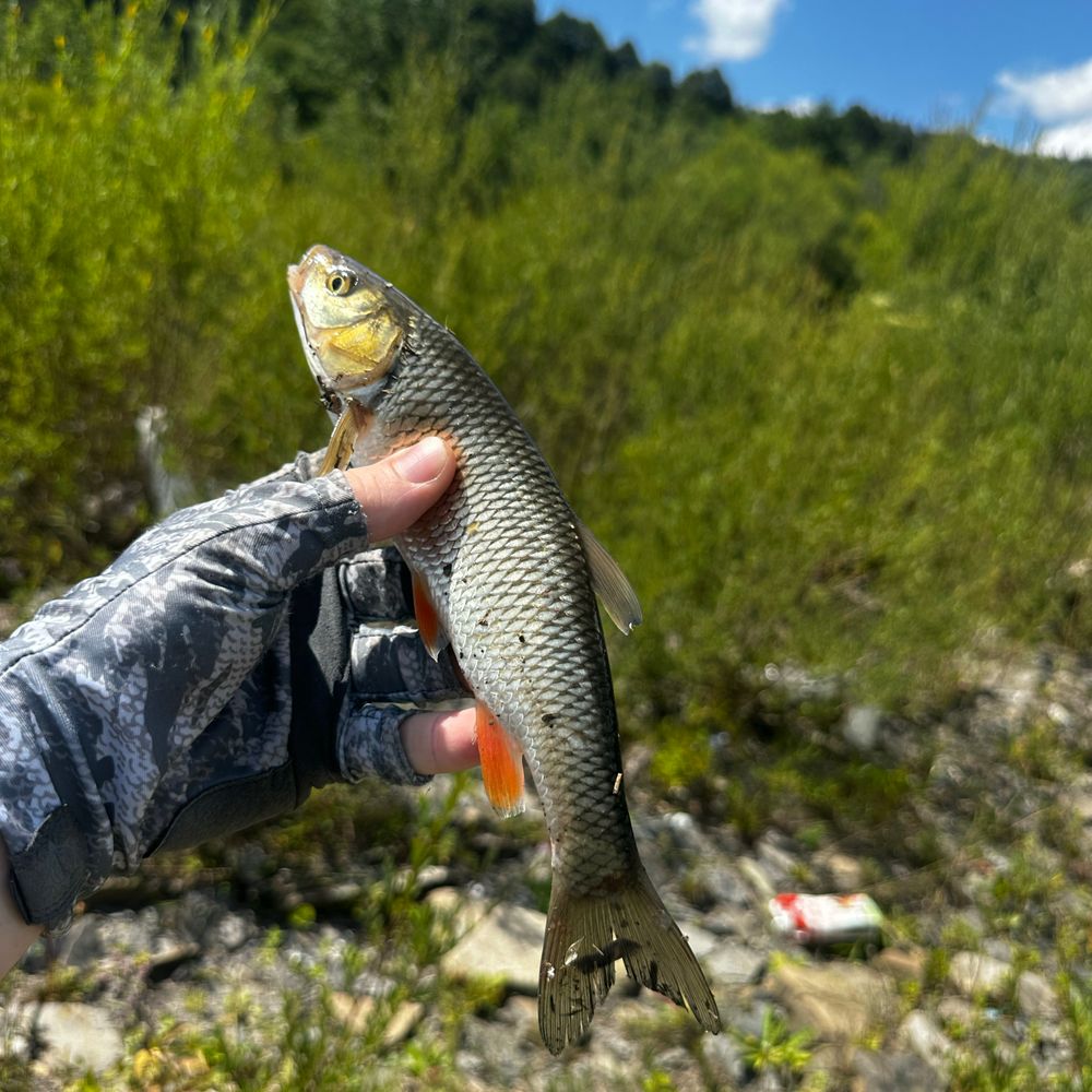 Р. Ріка