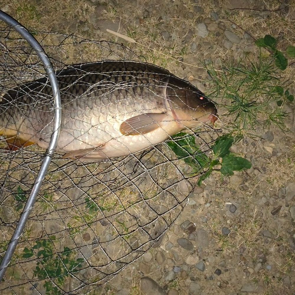 Karp