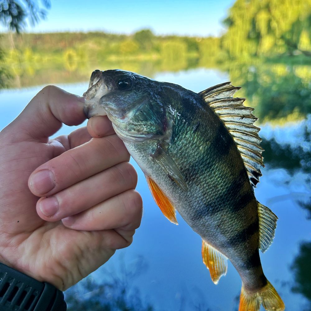 Okoń