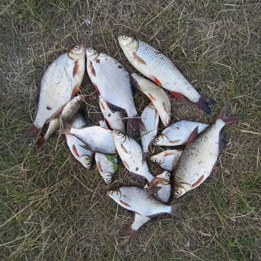 Десна