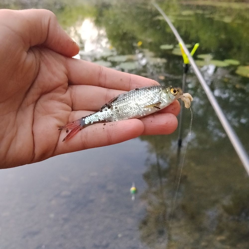 німецьке озеро