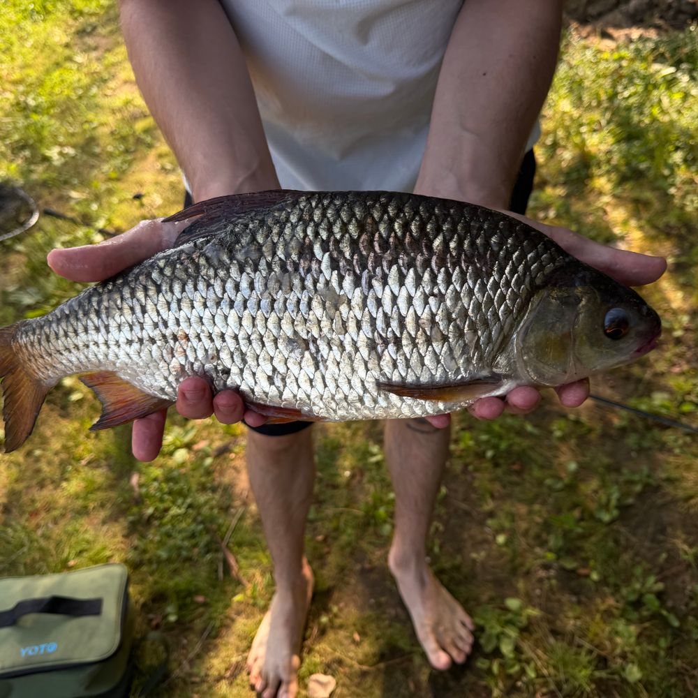 Плотва