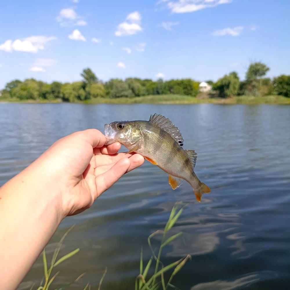 весела іванівка 