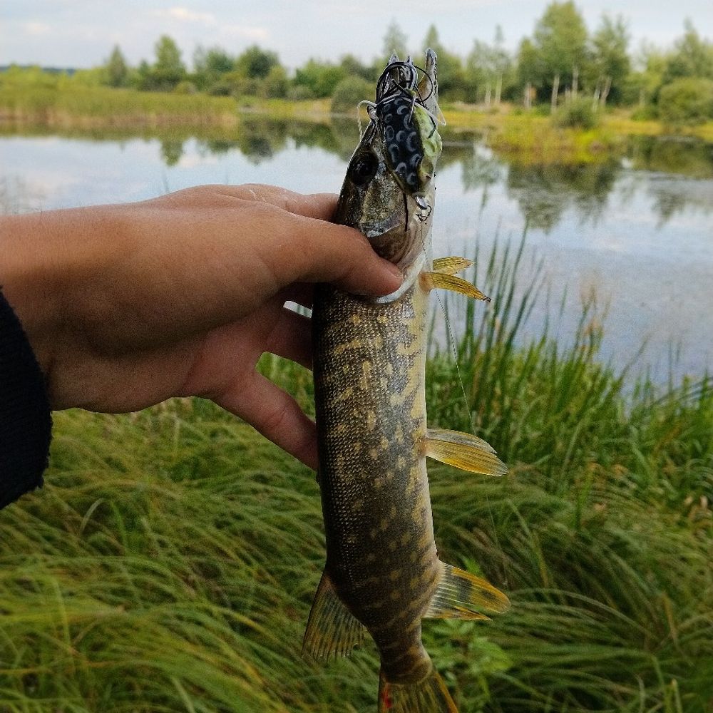 ставок 