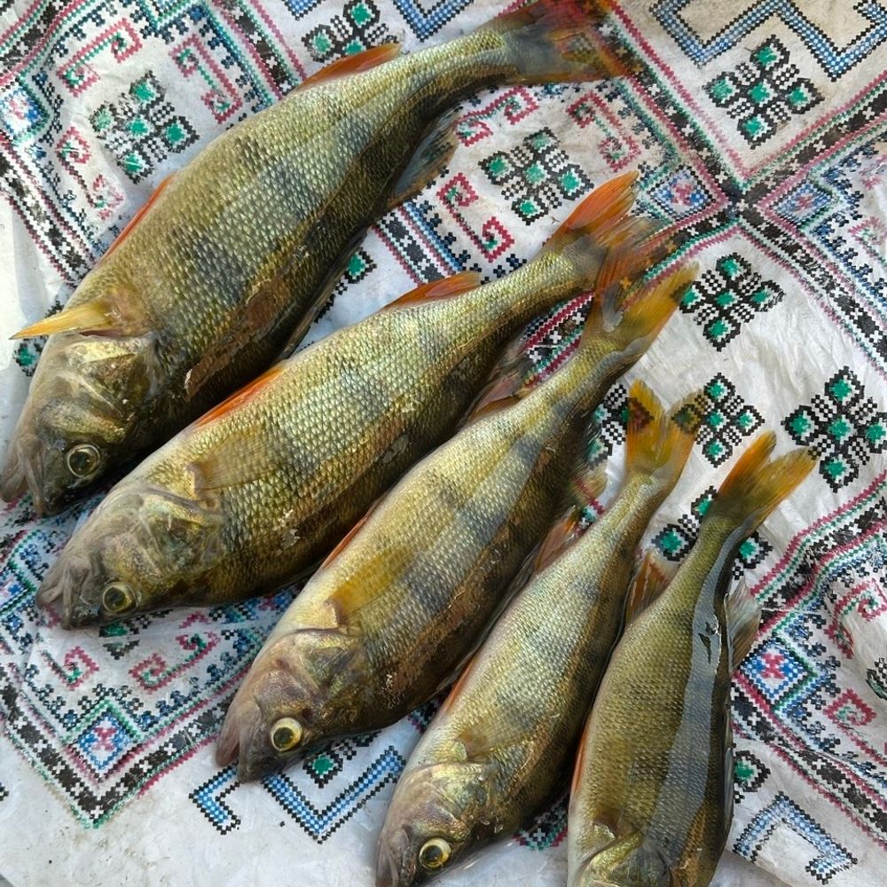 ружична 