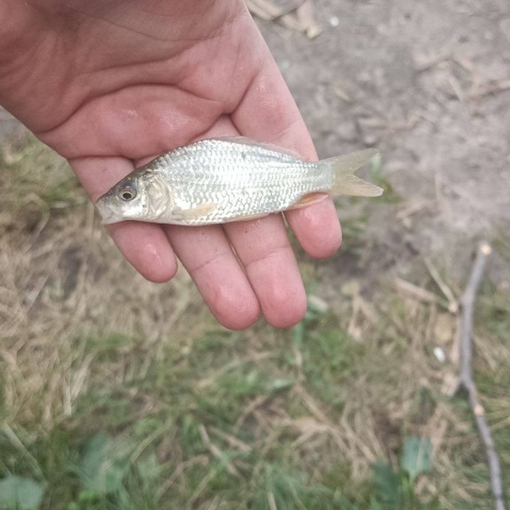 лісне озеро 