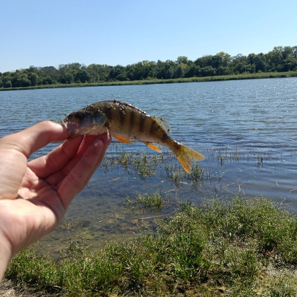 Весела Іванівка 