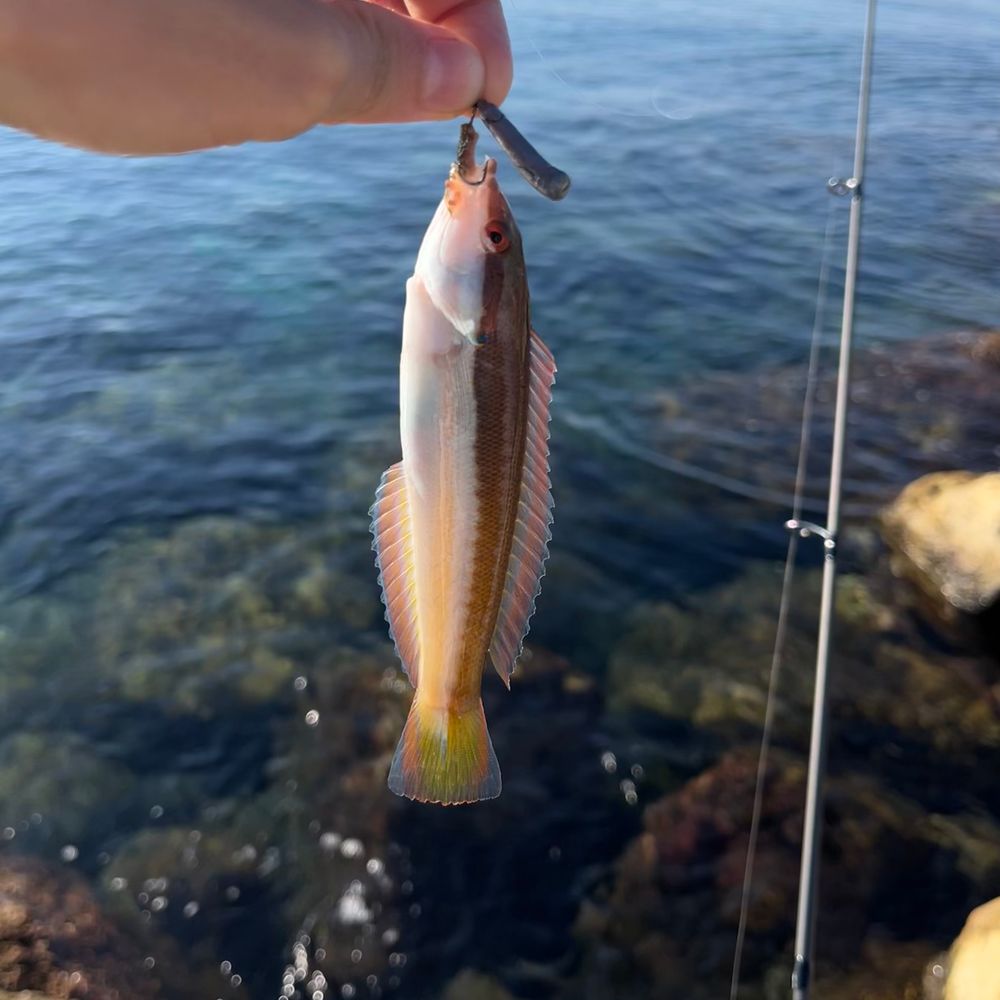 mazur1k 🐡