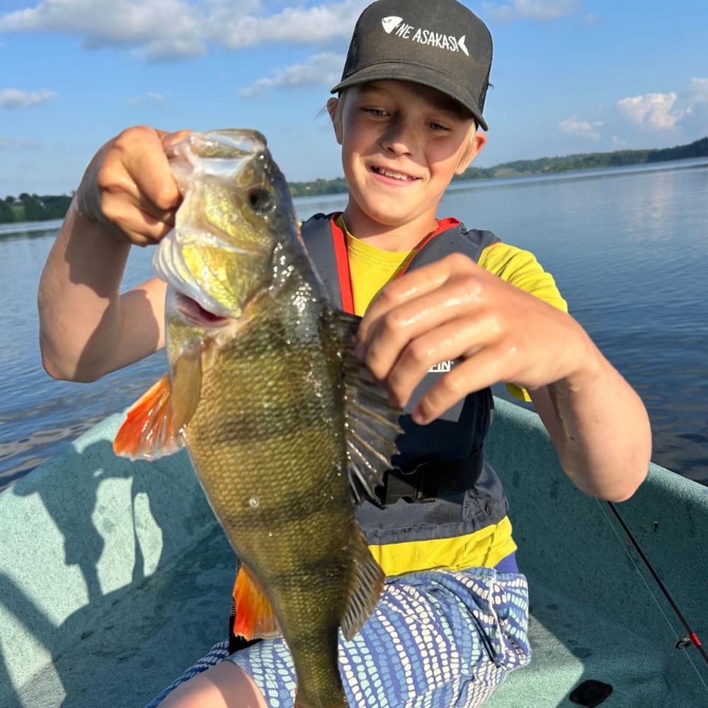 kāls 42cm 1,5kg PB perch