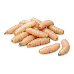 Опариш